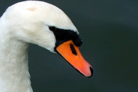 Cygne_654a