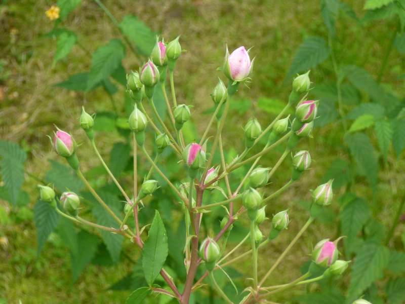 P1000531