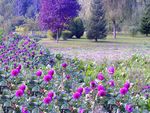 FLEURS_et_arbres_doll