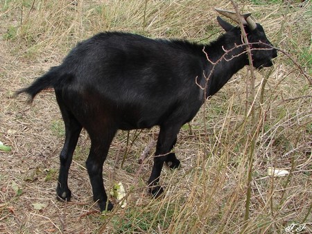 Photo_722