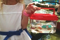 littlefish