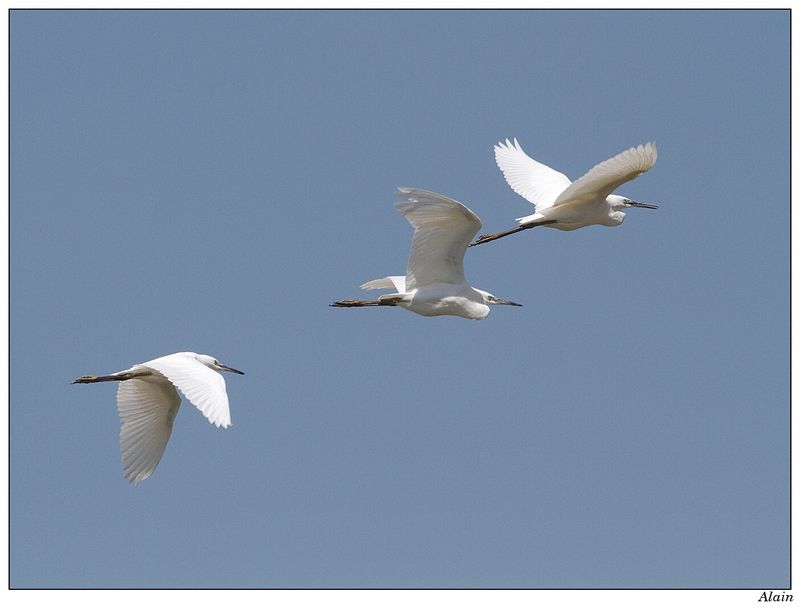 Quelques Oiseaux Des Tangs De La Dombes Photos En Errance