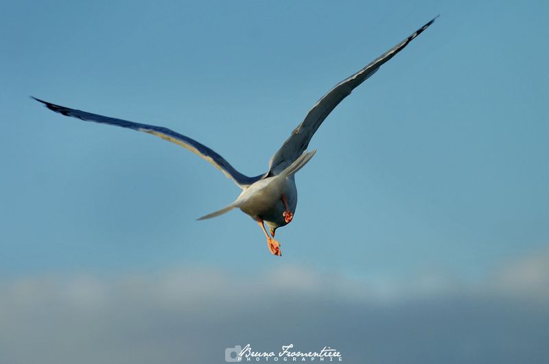 Mouette_6