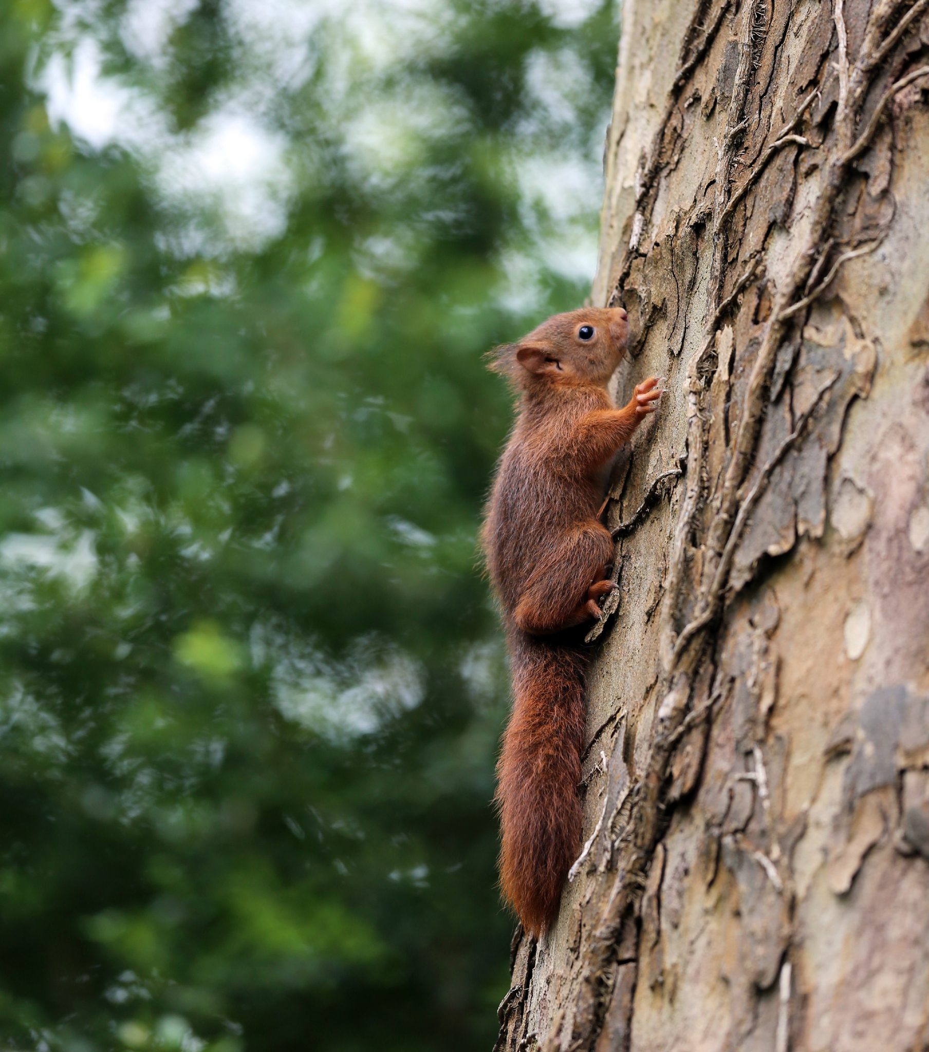Rencontre regionale d'arboriculture