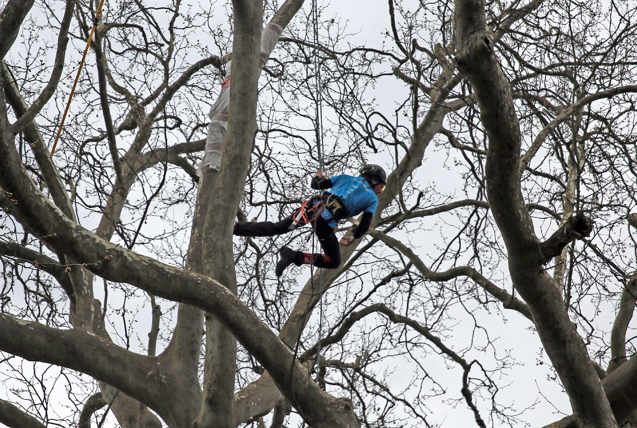 Rencontre regionale d'arboriculture