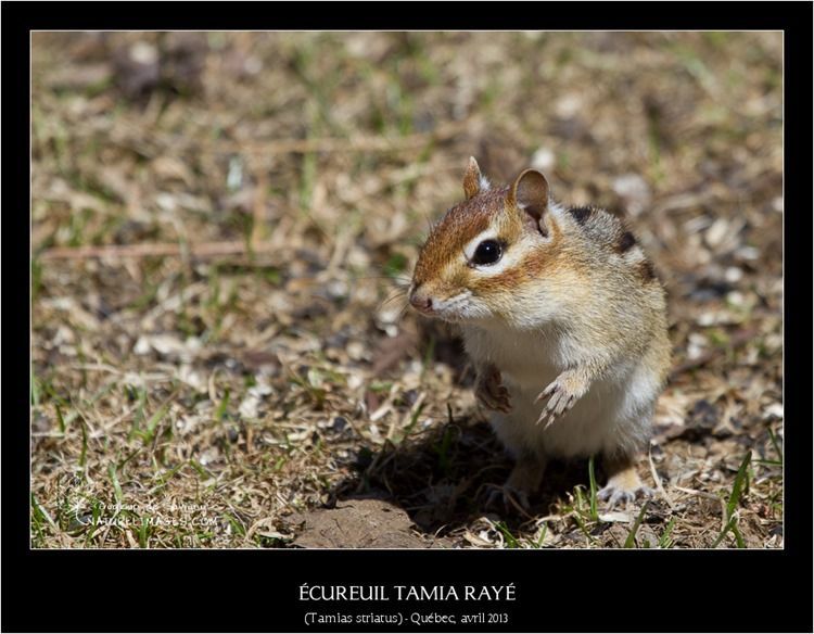IMG_6699-naturelimages.com