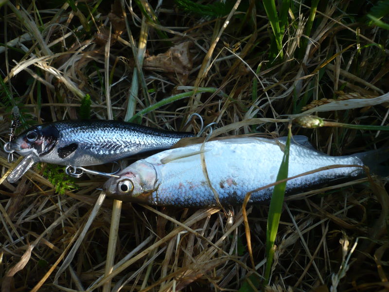 Royal le phishing les chêneaux la pêche les rappels
