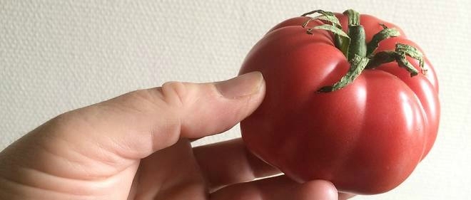 8702426lpw-8702506-article-tomate-monterosa-jpg_4296381_660x281