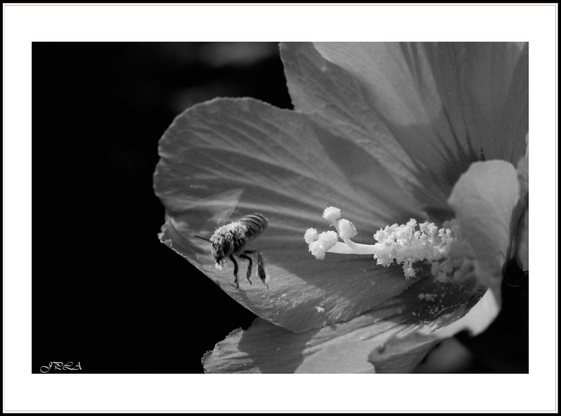 14 07 28 14 07 24 105 macro1073 b