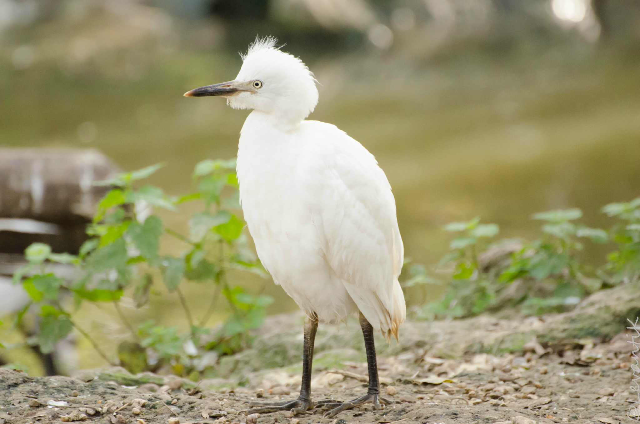 Rencontres naturalistes 43