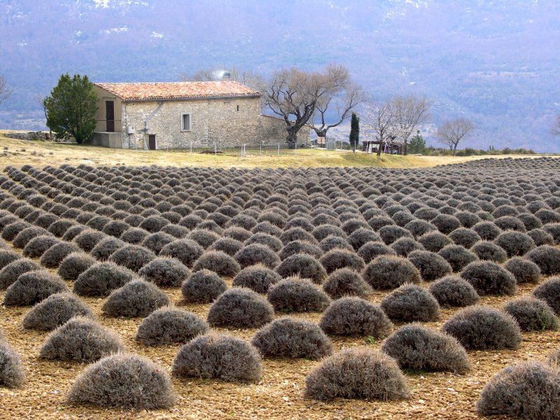 lavendes