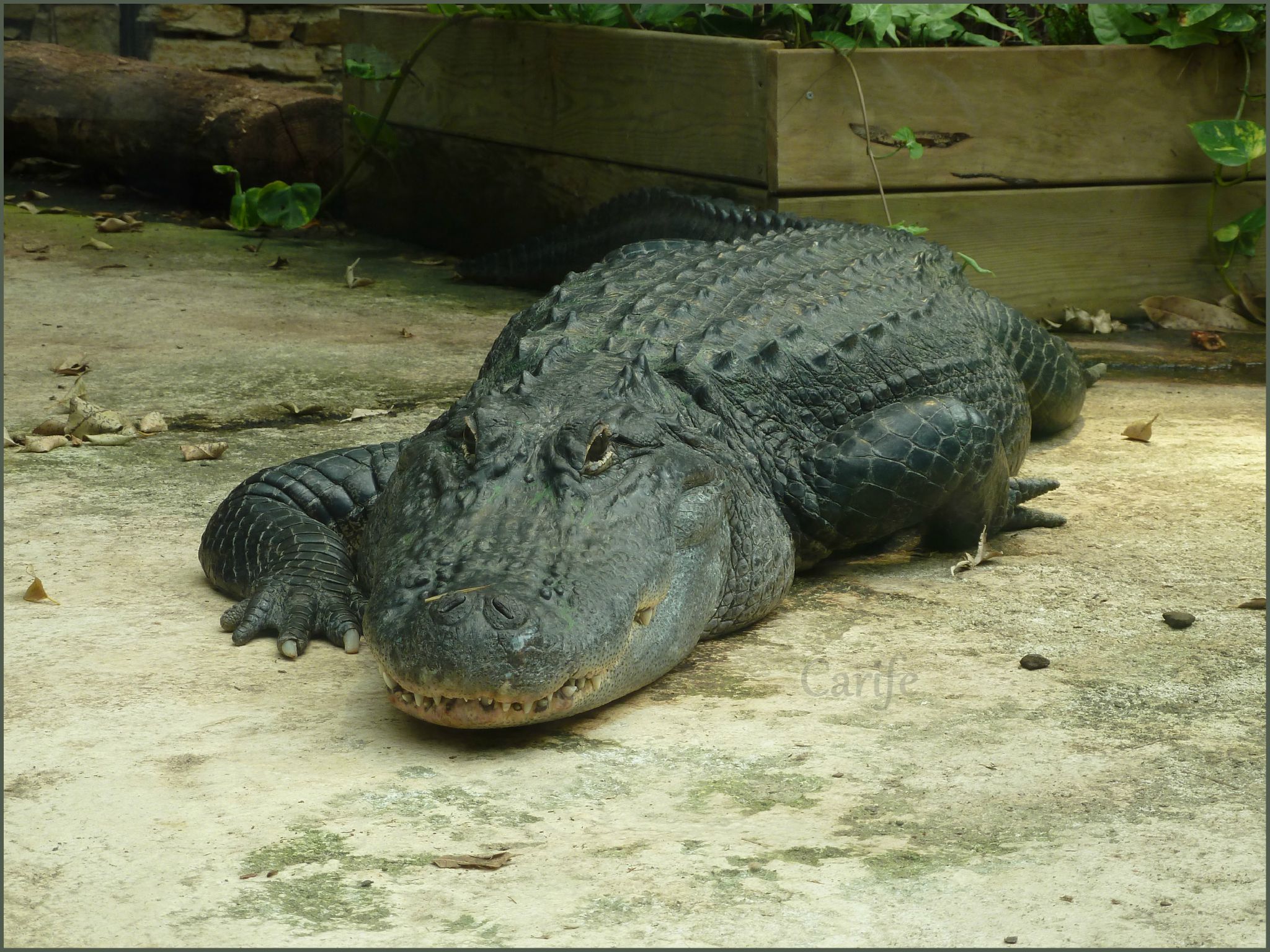 alligator buddhist dating site Are you interested in meeting jamaican buddhist singles if you are, then join our dating site registration is simple and membership is totally free just create your own personal 'friendship' ad and start meeting singles in jamaica. alligator buddhist dating site Are you interested in meeting jamaican buddhist singles if you are, then join our dating site registration is simple and membership is totally free just create your own personal 'friendship' ad and start meeting singles in jamaica.