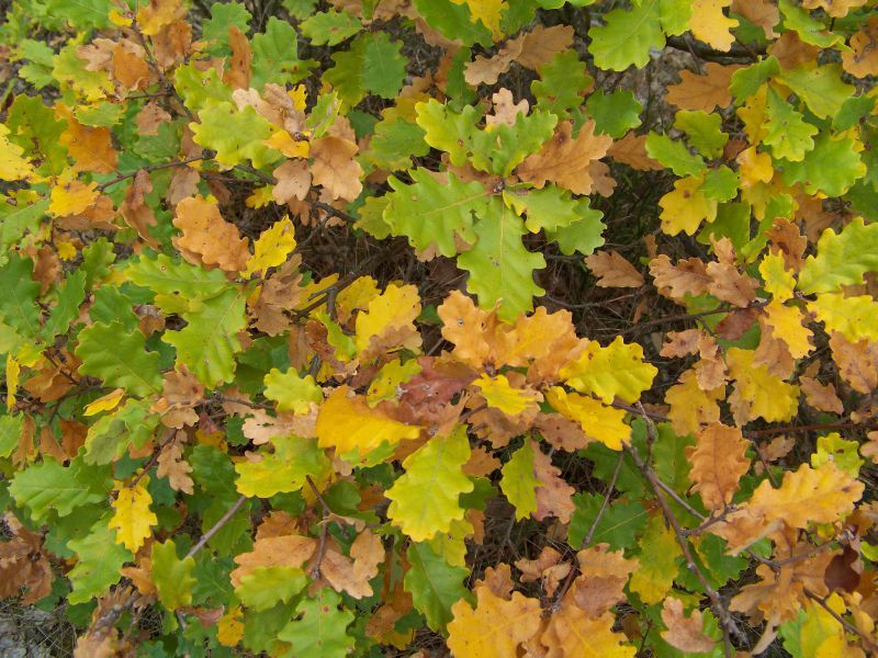 Automne 2011 (5)