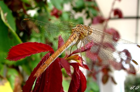Photo_001