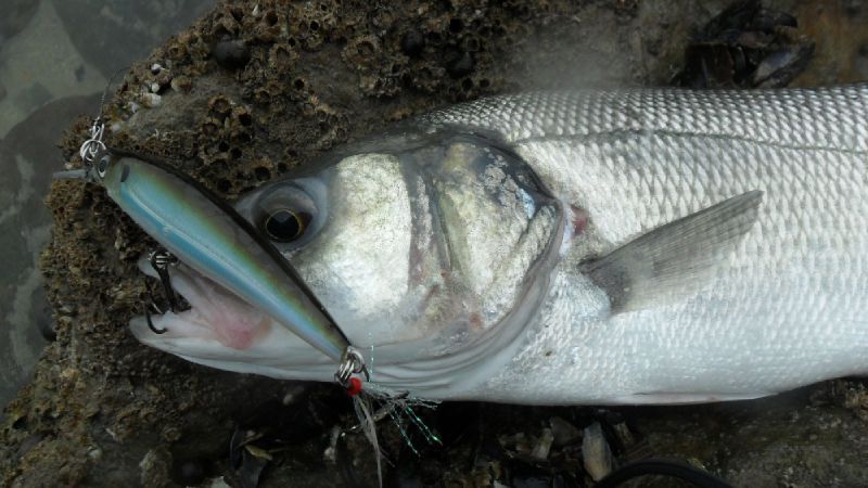 La pêche sur les semailles dvine vidéo