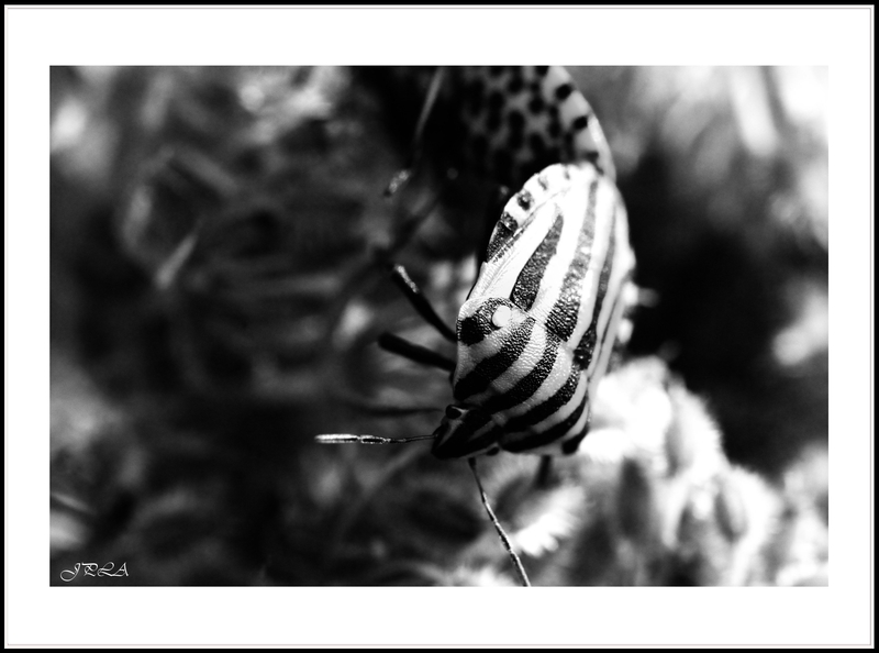 14 07 26 14 07 24 105 macro1183 b