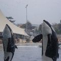 Marineland (Antibes) 2008