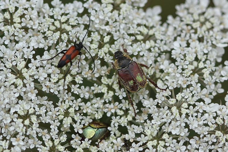 Rencontres achillea