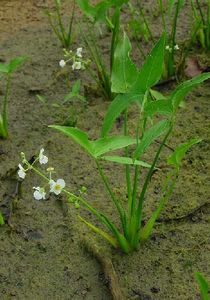 sagittaria_latifolia2