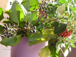 P1040533