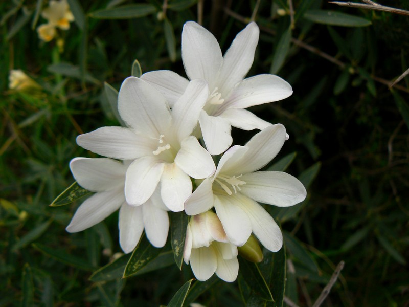 Les fleurs de freesias sauvages viennent d39;éclore ce weekend 