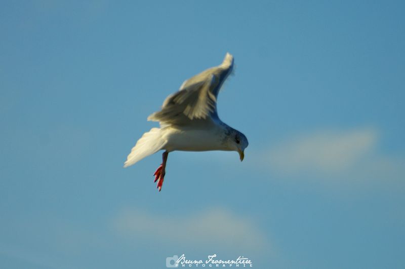 Mouette_4