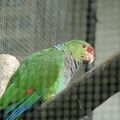 Zoo de beauval - catégorie oiseaux 