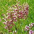 Orchis punaise