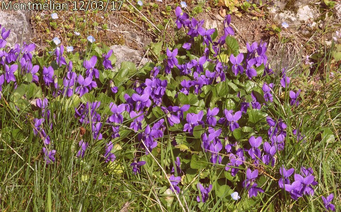 violette odorante - Blog végétal