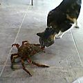 José et le crabe