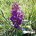 orchis de mai dactylorhiza majalis...