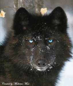 BlackWolf
