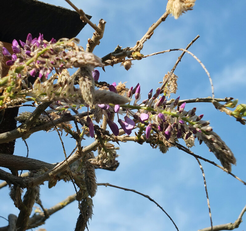 DSCF4405