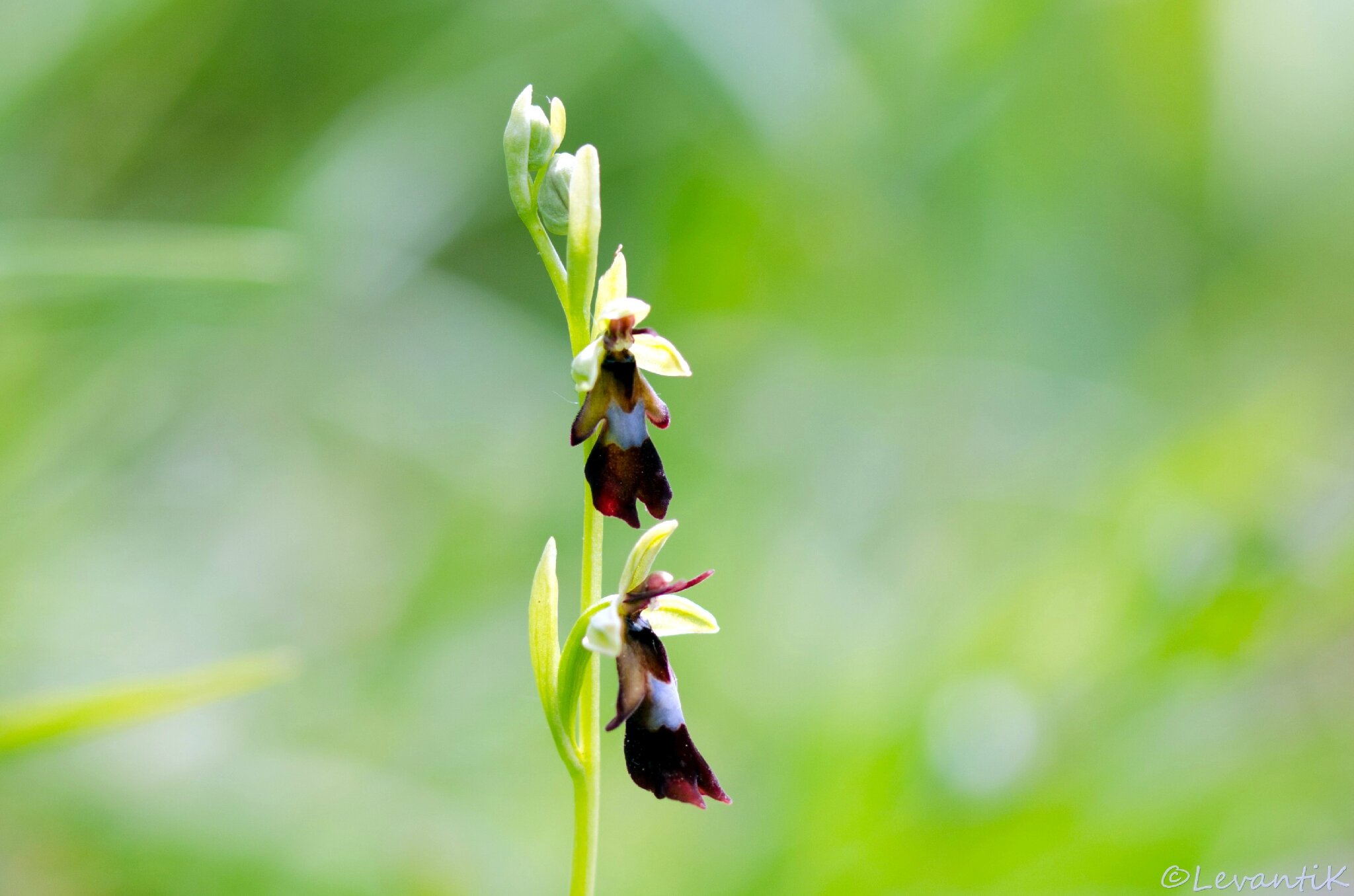 Ophrys mouche - ophrys insectifera (1)