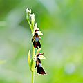 Ophrys mouche - ophrys insectifera (1)