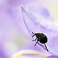 Tout mimi, le balanin sur le pétale mauve de campanule ...