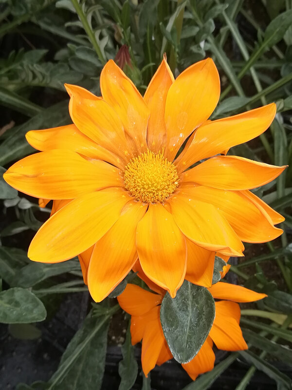 19 Gazania