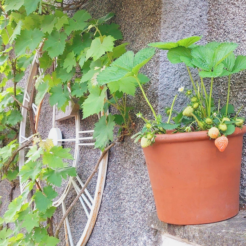 mes fleurs mes fraises