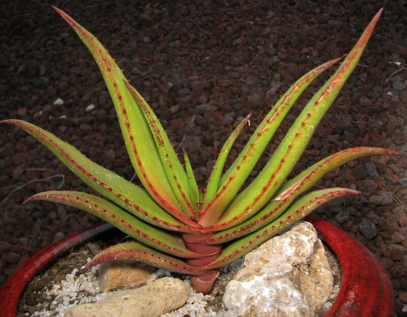 Aloe lutescens - Les succulentes du jardin d'Anna