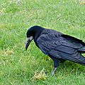 Corbeau Freux - Corvus frugilegus (2)