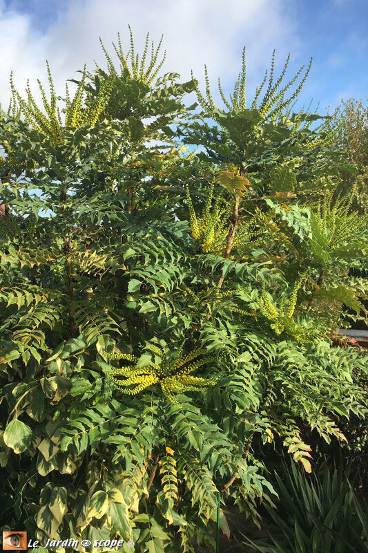 Mahonia-général