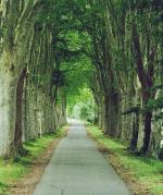 313830_AFJAREN5U68K3CNAKJD7LXXFLBWPCK_501px-canal-du-midi-juillet-2006-platanes_H001107_L