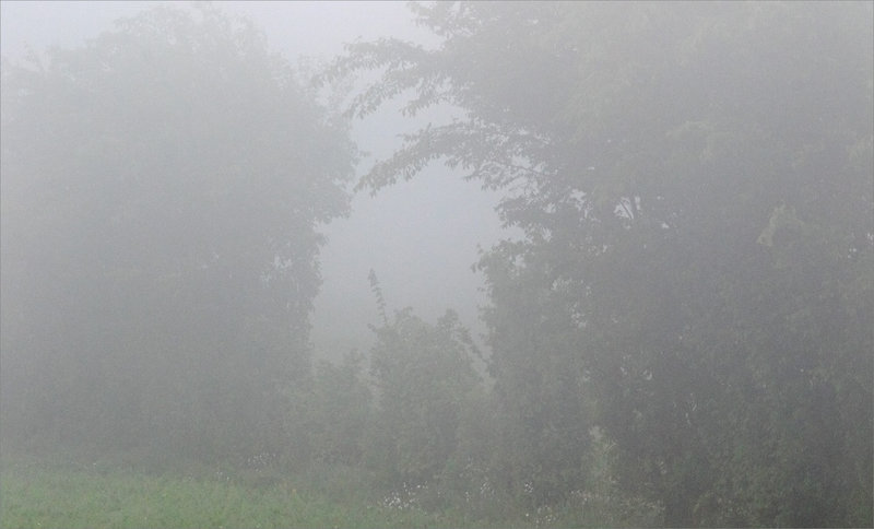 Plaine matin brouillard 90422 9 ym haie brumeuse