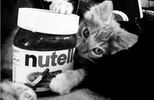 Aime Pour Le Chat Comment Pour Le Nutella Je T Aime Calme Toi Ca Fait 9 Mn Que On Se Connait