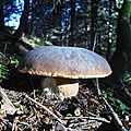 edulis béret...