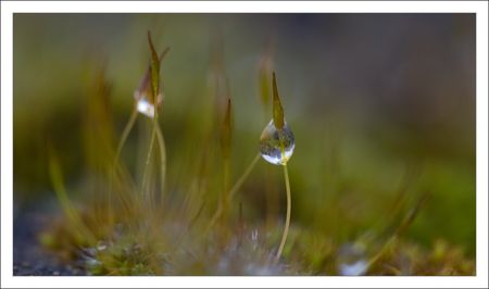 QM_mousse_gouttes_2_160210