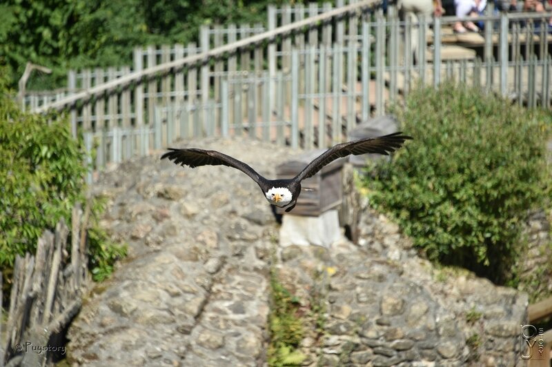 PUY_6565