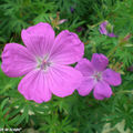Géranium vivace 'sanguineum'