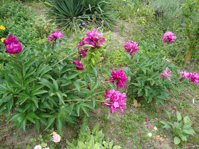 DSC06416