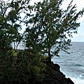 P1210657 (Copier)